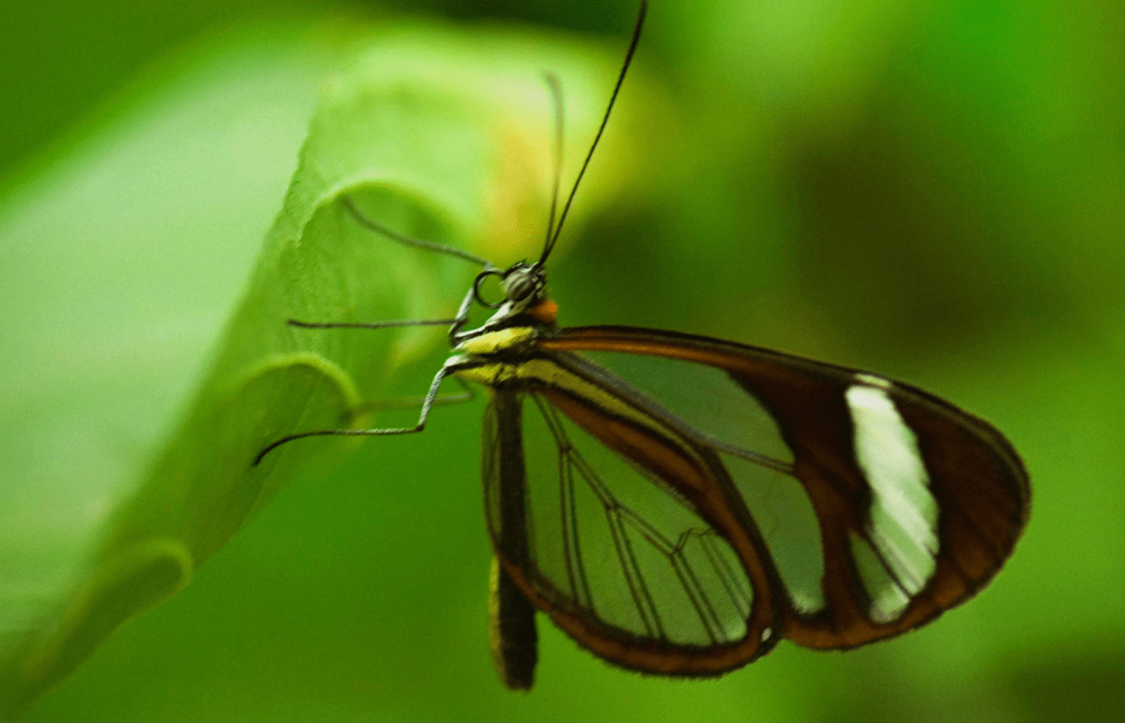 cropped-butterfly.png